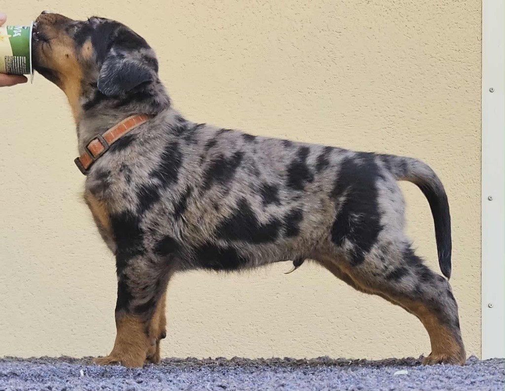 De la Bergerie d'Elan - Berger de Beauce - Portée née le 02/09/2025