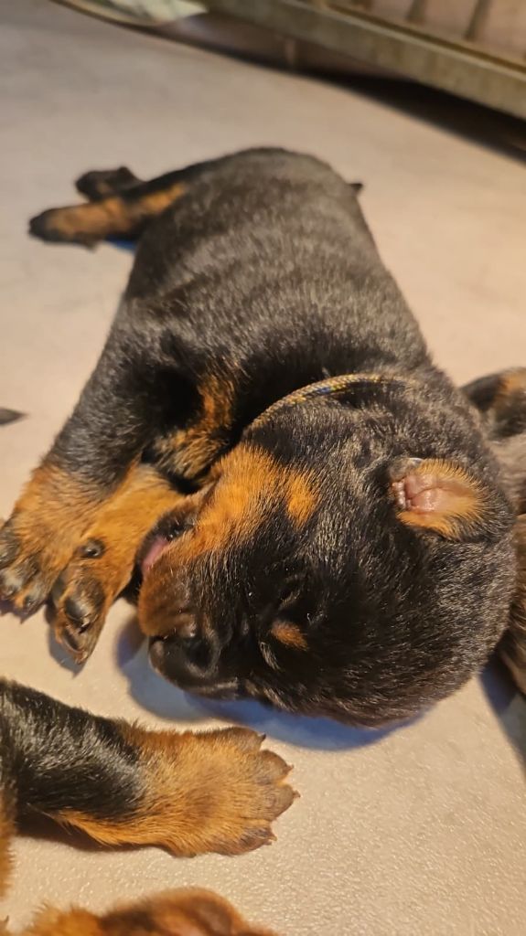 De la Bergerie d'Elan - Chiots disponibles - Berger de Beauce