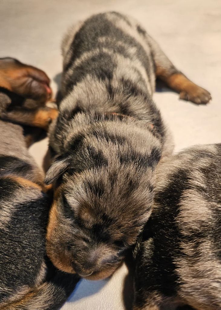 De la Bergerie d'Elan - Chiots disponibles - Berger de Beauce